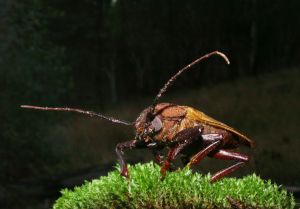Andar feito barata tonta
