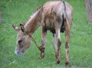 Amarrar o burro