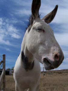 É mais fácil sustentar um burro a pão de ló