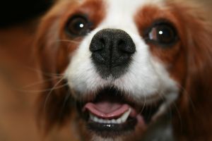 Mais vale um cachorro amigo do que um amigo cachorro