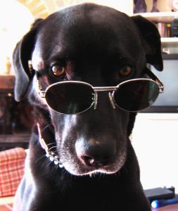 Passar uma noite de cão