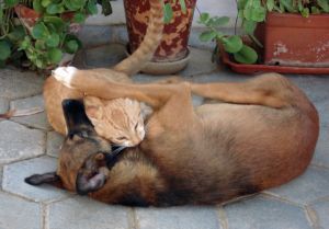 Feito cão e gato