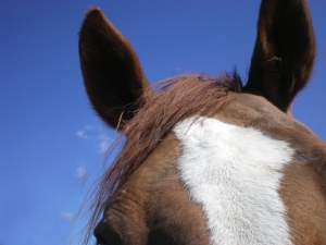 Procurar chifre em cabeça de cavalo ou de burro