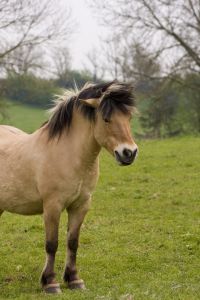 Tirar o cavalo da chuva