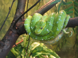 Quem cria cobra acaba sendo picado