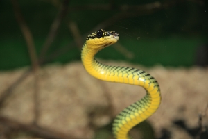 A cobra fumar