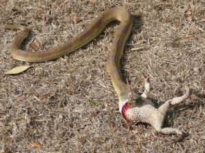 Cobra que não anda não engole sapo