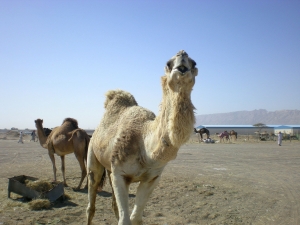 Clamar no deserto