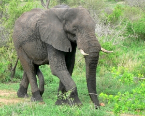 Sutileza de elefante