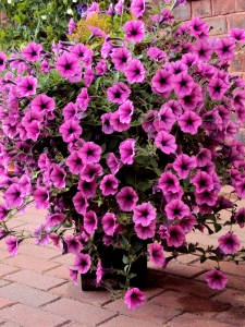 Pra não dizer que não falei de flores