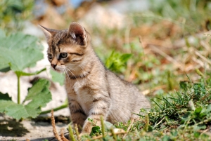 Comprar gato por lebre