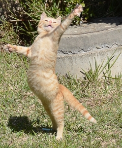 Malandro é o gato