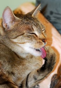 Banho de gato