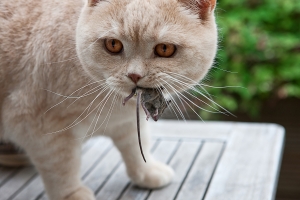 Quem não tem cão caça com gato
