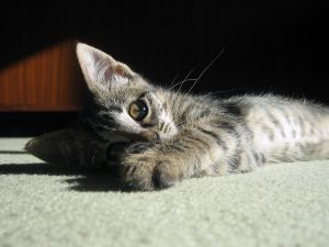 Mão de gato