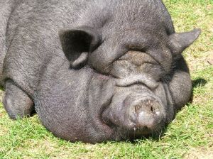 Nunca ter visto alguém mais gordo