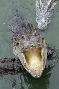 Chorar lágrimas de crocodilo