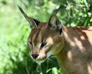 Olho de lince