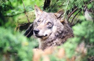 Lobo não come lobo