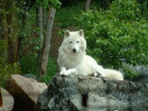 O lobo muda o pelo, não a índole