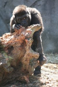 Macaco velho não mete a mão em cumbuca