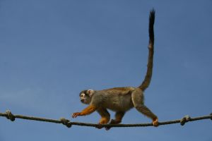 Macaco, olha teu rabo