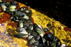 Na briga do rochedo com o mar, quem leva a pior é o marisco