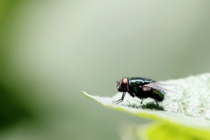 Acertar na mosca
