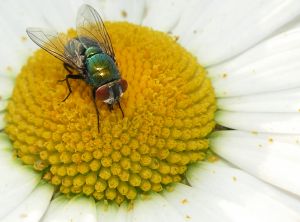 Mosca de padaria