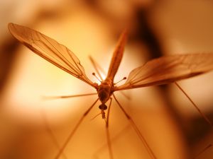 Em lagoa de sapo, mosquito não dá rasante