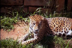 Cutucar a onça com vara curta