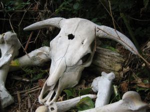 Enterro dos ossos