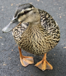 Pagar o pato