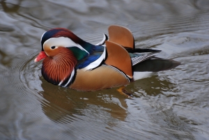 Pato novo não mergulha fundo
