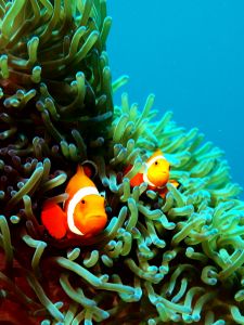 Filho de peixe peixinho é