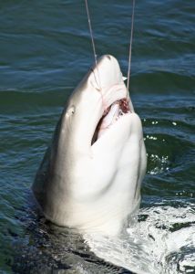 O peixe morre pela boca