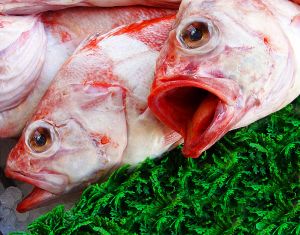 Olhar de peixe morto