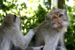 Ir pentear macacos