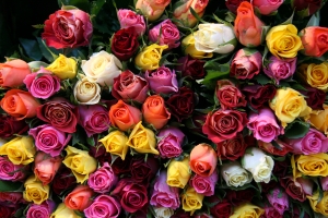 Mar de rosas