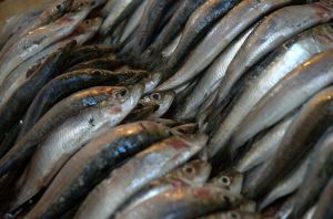 Feito sardinha em lata