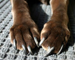 Agarrar com unhas e dentes