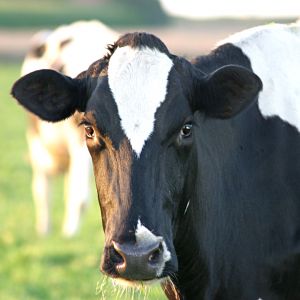 Voltar à vaca fria