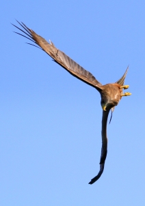 Voar para cima de